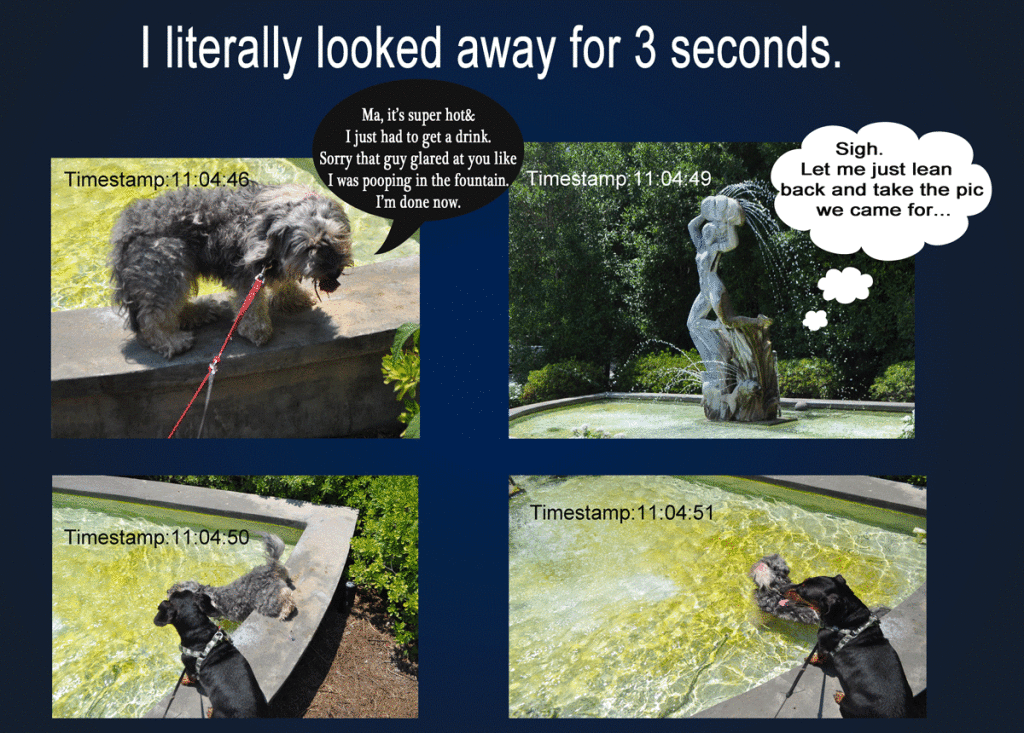 Dogs-in-the-fountain